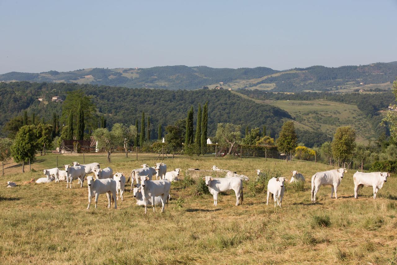 Poggiovalle Tenuta Italiana Citta della Pieve Bagian luar foto